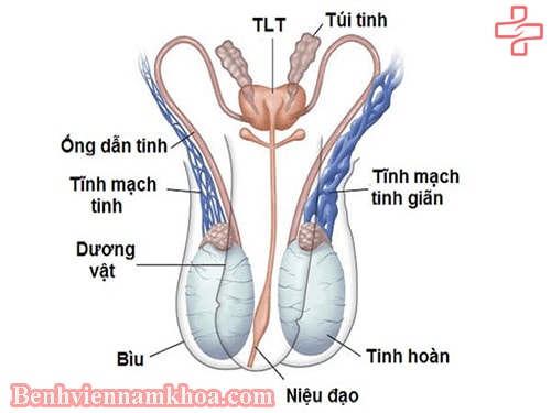 Nguyên nhân gây giãn tĩnh mạch thừng tinh
