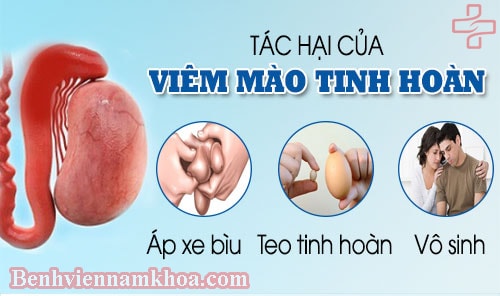 Tác hại khôn lường của bệnh viêm tinh hoàn